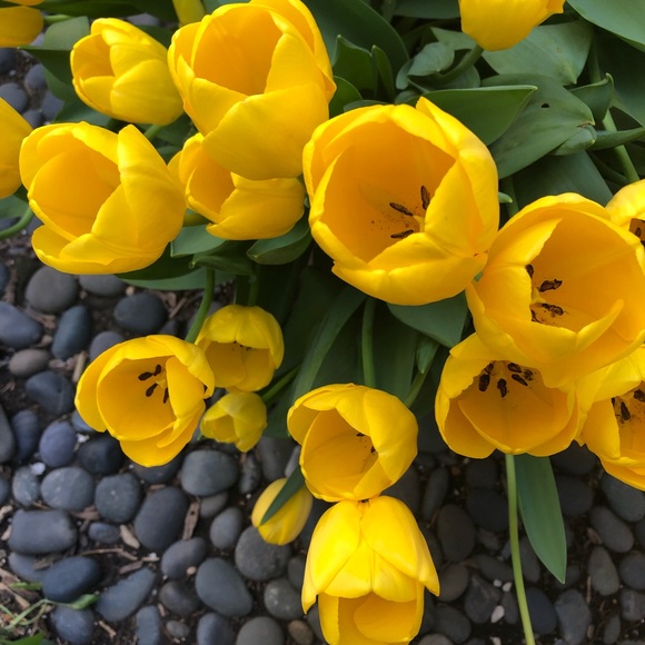 Meet your Posher, Linda (photo is my mom) - Picture 3 of 7